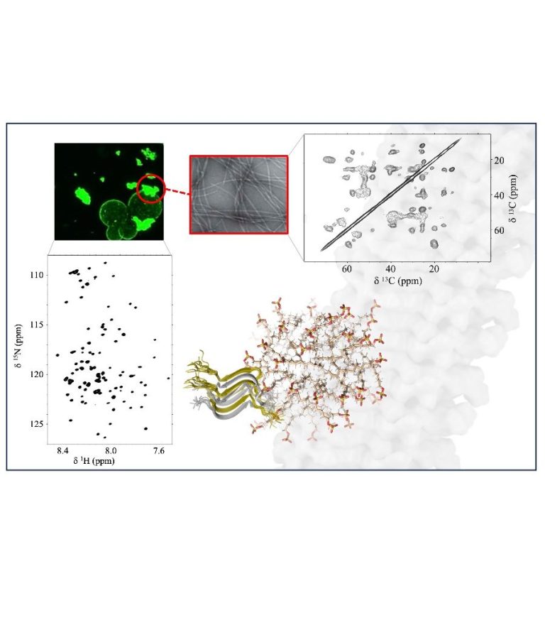 https://doi.org:10.1371/journal.pbio.3001198