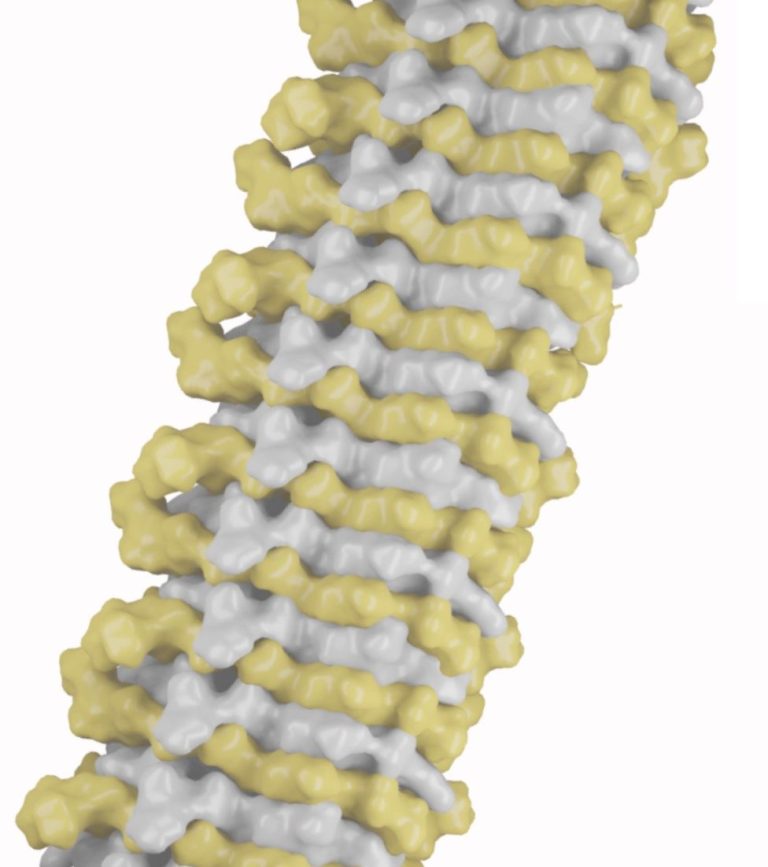 https://doi.org:10.1371/journal.pbio.3001198